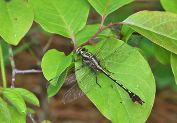 Gomphurus hybridus, male